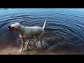 Dogo Argentino and Doberman help their youngest Pack Member fetch sticks [GUWD#21]