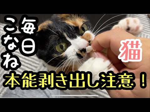 【三毛猫】毎日こなね：大好きかにかま！！