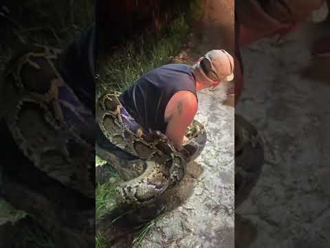 Snake Hunters Nab Largest Burmese Python Ever Found in Everglades