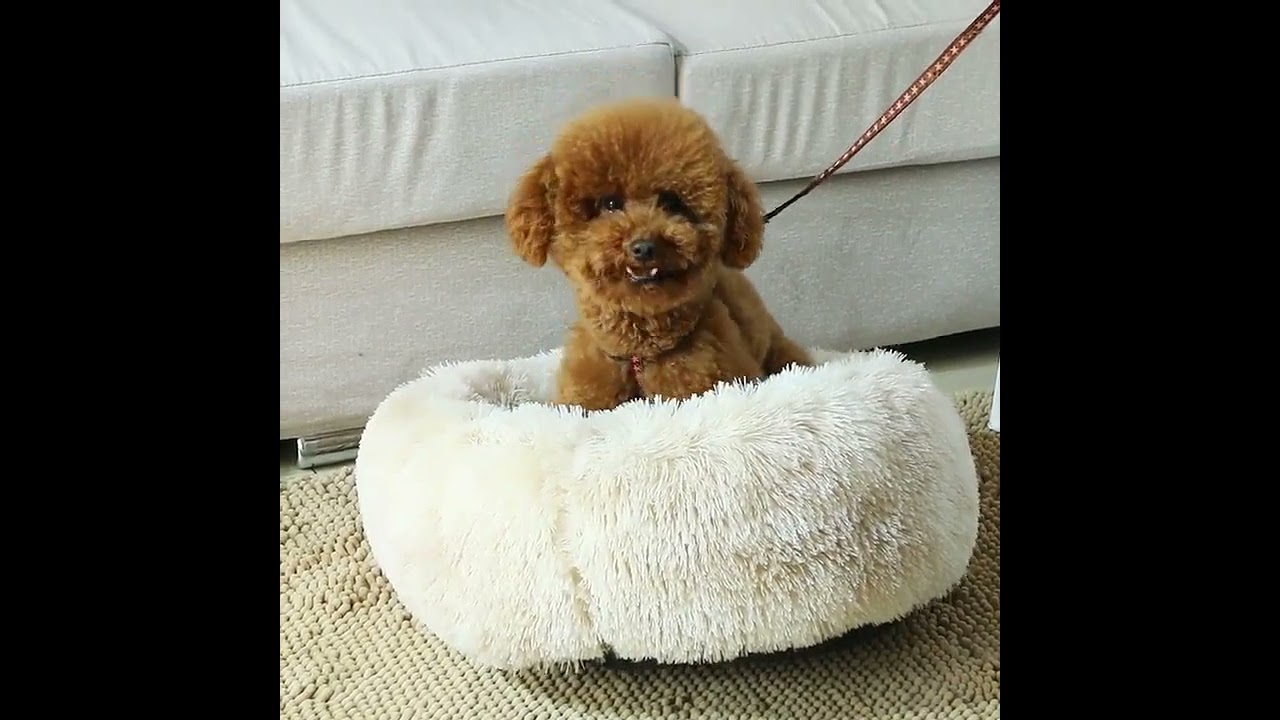 Pet Bed Long Plush Super Soft Round Bed || Cat & Dog || Pet supply