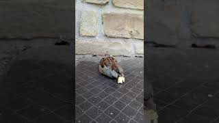 Bird enjoying popcorn. #bird #birdwatching #birdsofinstagram #popcorn #shorts