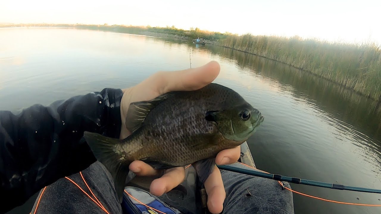 Fly Fishing For Big Bluegill Roper Lake/Dankworth Pond Safford Az.
