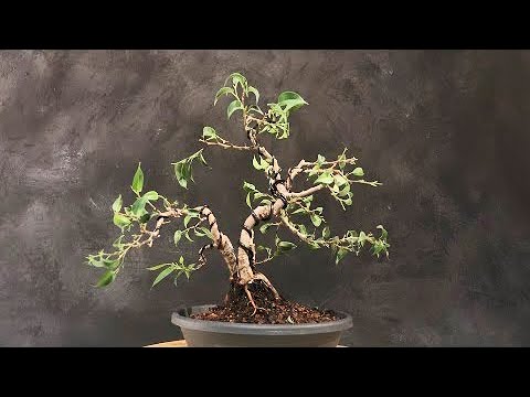 Video: Ficus Bonsai (43 Kuvaa): Kuinka Tehdä Puu Mikrokarpasta? Kotihoito. Entä Jos Kasvi Irtoaa Lehdistä?