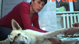 В Екатеринбурге спасают пса, который неделю проходил с капканом на лапе