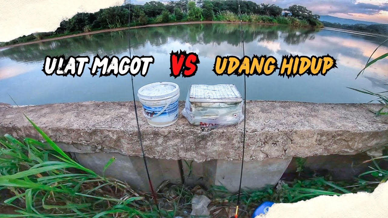 UMPAN VIRAL‼️ Mancing Umpan Ulat Magot Dan Udang Hidup Di Muara Sungai, Auto Strike Bekukon / Patik