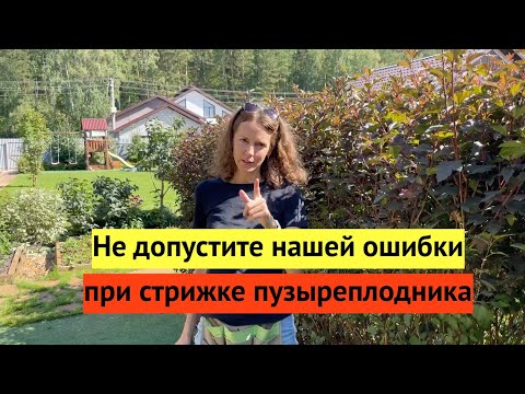 Видео: Информация за Coppertina Ninebark - Как да отгледате храст от Coppertina Ninebark