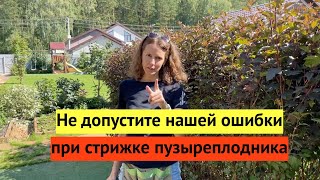 Муж испортил мою изгородь из пузыреплодника :(( Рассудите