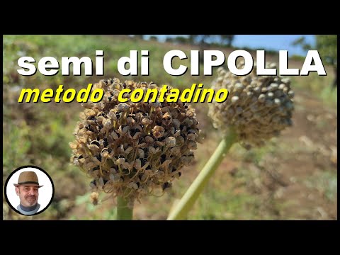 Video: Le cipolle si riproducono asessualmente?