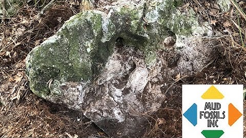 MudFossil Faces Florida