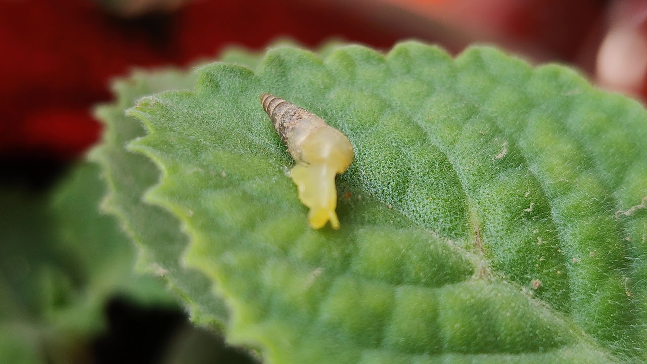 Snail on leaf - TOP VIEW - YouTube