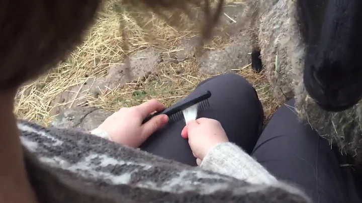 Spinning on a support spindle. With the sheep in the pasture.