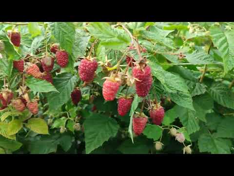 Ремонтантная малина Малиновая