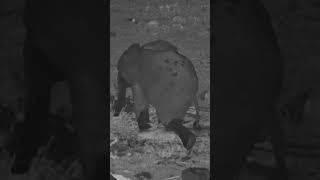Little Elephant vs a Very Satisfying Itch 😌🐘
