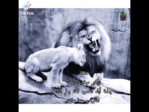 عندما يكبر صغير الاسد يعلمه اباه القسوه لانه يعلم اذا عاش رحيما مات