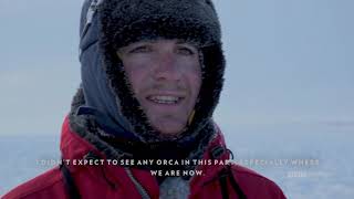 When Orcas Say Hello | Dynasties Saturdays at 9pm | BBC America
