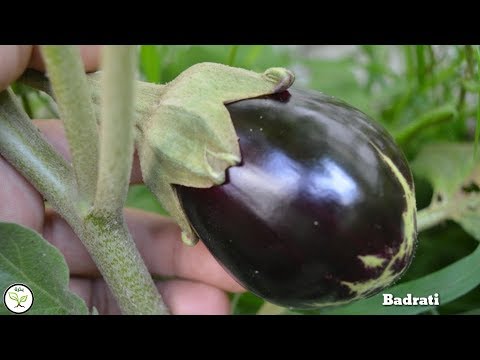 فيديو: Growing Chiltepins - كيفية العناية بنباتات الفلفل Chiltepin