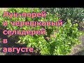 Выращивание лука-поря и черешкового сельдерея. Уход в августе. Подкормки, отбеливание, окучивание