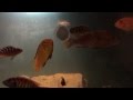 Cichlid feeding