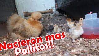 ¡Yaa Nacieron los Pollitos de pompones! 🐣 Muchos Pollitos 🐣