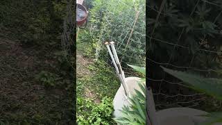Canna Hut greenhouse update. Aug.10,2025 
