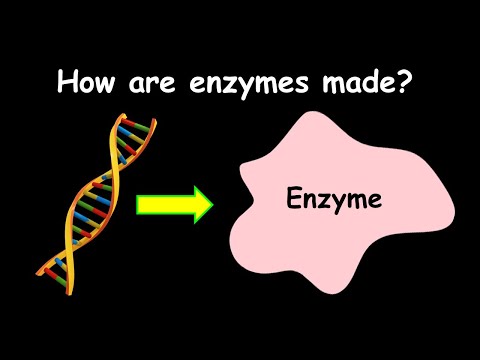 Video: De unde provin enzimele?