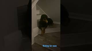 When it is time for bed… #rottweiler #shorts