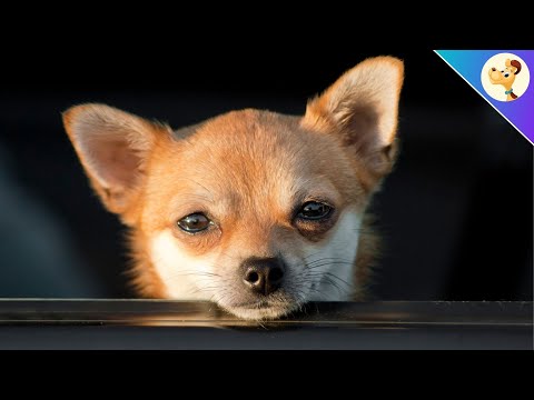 Video: Wie Sie einen Hitzschlag bei Ihrem Hund erkennen - und behandeln
