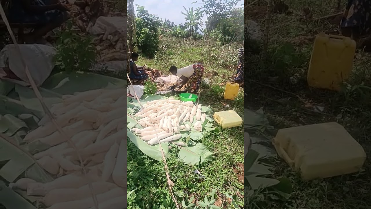 مشروع زراعة الكاسافا /مهم جدا ... للتواصل 00250789000030