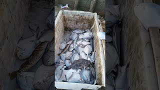 Octopus & Seafood Fishing #ShanboFishing #Shorts screenshot 1