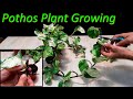 How to grow Pothos plant very easy in soil