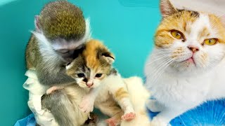 Foster kitten of mom cat licks the baby monkey and her own kittens