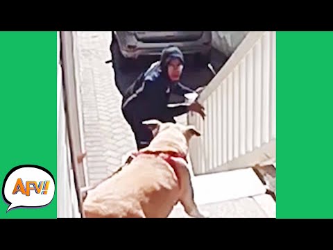 Barking Down the FAIL! 😱 | Funny Security Fails | AFV 2021