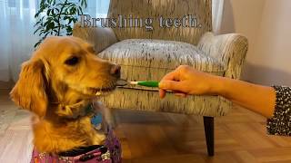 A Day in the Life of a Full Grown Mini Golden Retriever