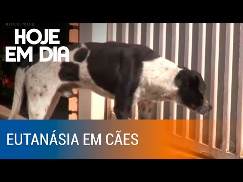 Vídeo: A surpreendente verdade sobre por que a eutanásia de cães aumenta durante as férias