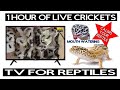 Tv for reptiles relaxing reptile music live crickets sounds birds bearded dragon gecko 1 whole hour