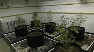 12 Plant 12 Light SCROG Grow! (Intro)