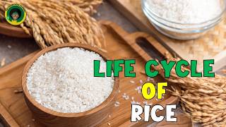 Rice Life Cycle | All about Rice