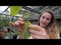 How to control scale insect - Burncoose Nurseries