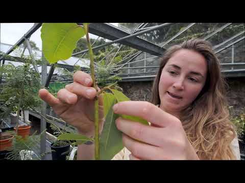 Video: Co jsou škůdci Kermes Scale – Další informace o kontrole Kermes Scale na rostlinách