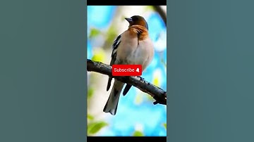 Chaffinch  Nature’s Whistling Virtuoso #birdsong #birds #wildlife #birdsounds #nature #aves #bird