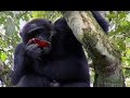 Cannibalisme des chimpanzs  planet earth  bbc earth