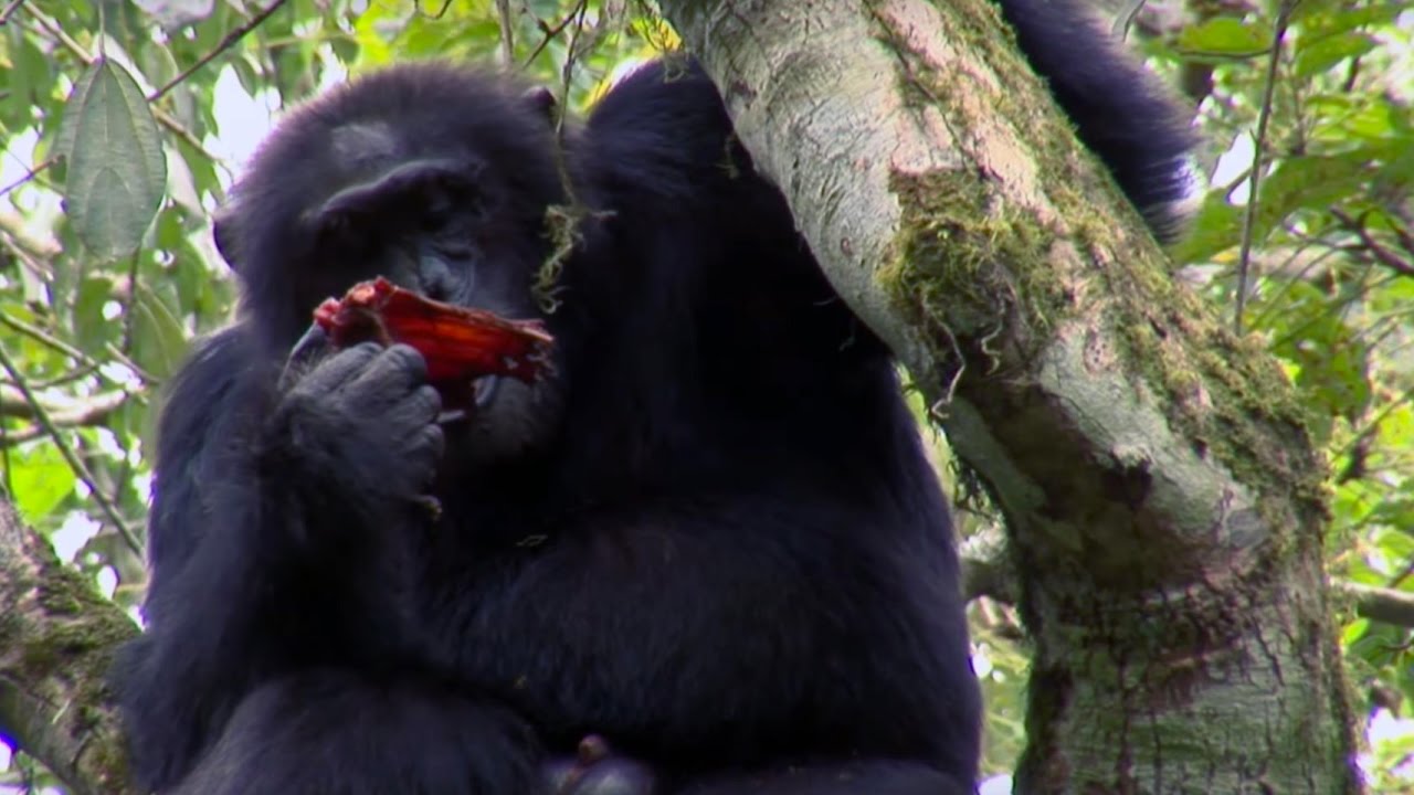 Chimpanzee Cannibalism | Planet Earth | BBC Earth
