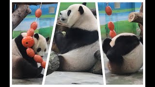 20240517 圓寶珠串兩邊坐 舔咬吞吐吃芭樂(午餐) Giant Panda Yuan Bao