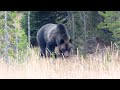 Grizzly Encounter during Hyperphagia