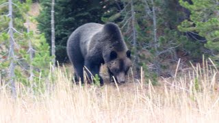 Grizzly Encounter during Hyperphagia