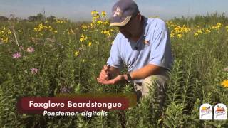 Hand Harvesting Wildflower Seeds Habitat Tip