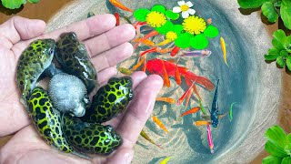 Amazing Catch Ornamental Tiny Puffer Fish Nest, Goby Fish, Rainbow Fish, Turtles, Snails, Koi Fish