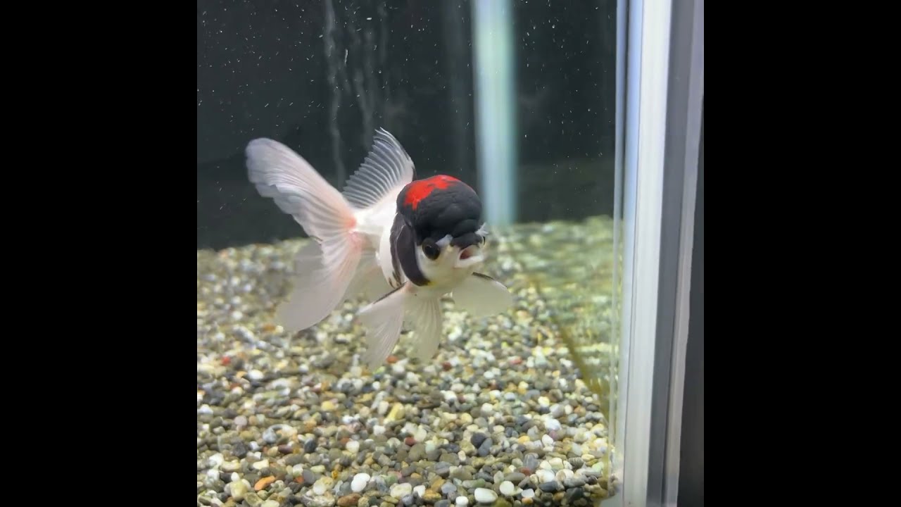 トリカラーオランダ。 - 愛知県弥富市にある丸敏養魚場
