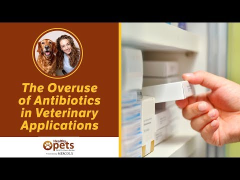 the-overuse-of-antibiotics-in-veterinary-applications