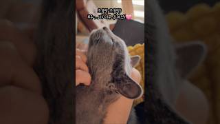 쪼물딱 쪼물딱 너무 귀여워🩷🐈⬛뽀뽀만번💋😘#러시안블루#개냥이#귀여운고양이
